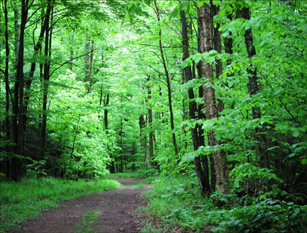 Adirondack Forest Communities:  Hardwood Forest along the Jenkins Mountain Trail at the Paul Smiths VIC